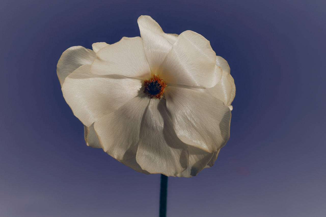The Power of Fragrance: More Than Just a Scent